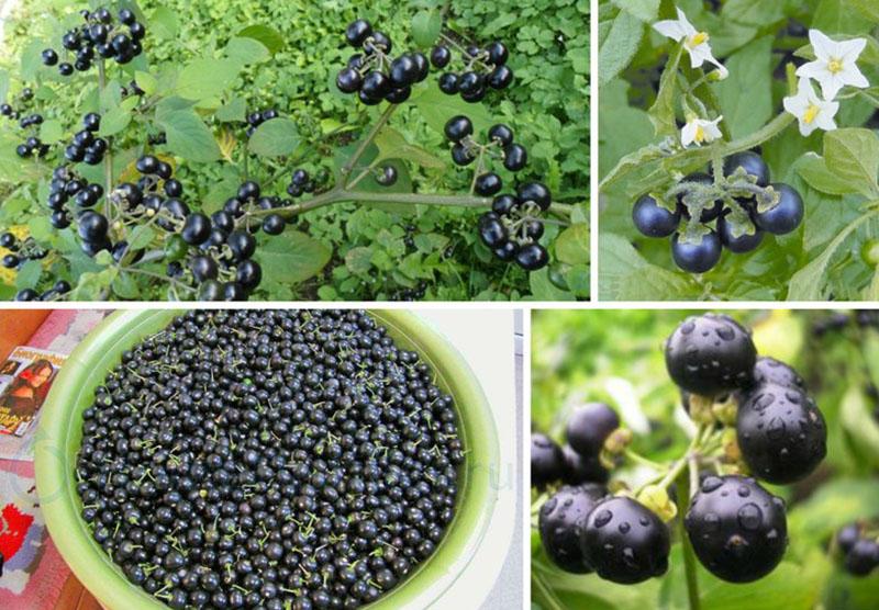 recetas soleadas de sunberry en blanco