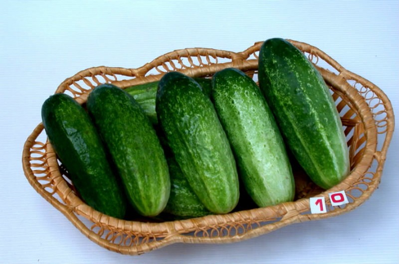 variétés de fruits de concombre gracieux