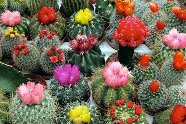 cultivo exitoso de cactus a partir de semillas