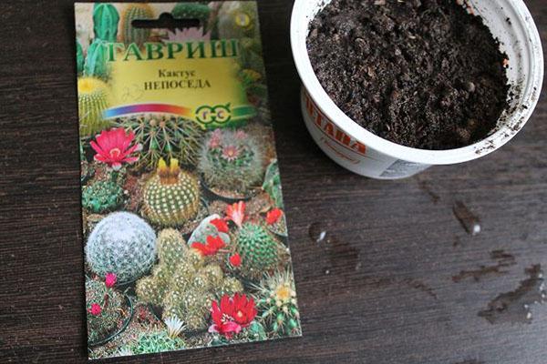 semer des graines de cactus