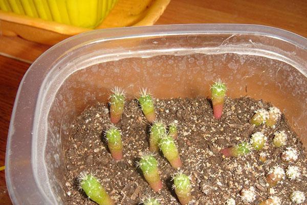 plántulas de semillas de cactus