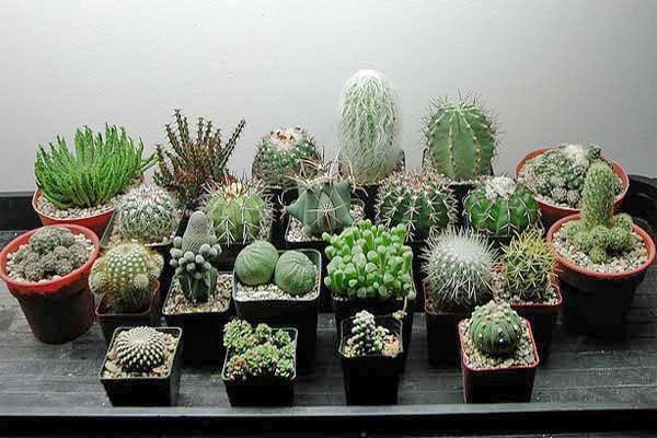 cactus dans des pots séparés