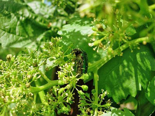 Une fois la floraison terminée, vous pouvez commencer la taille d'été.