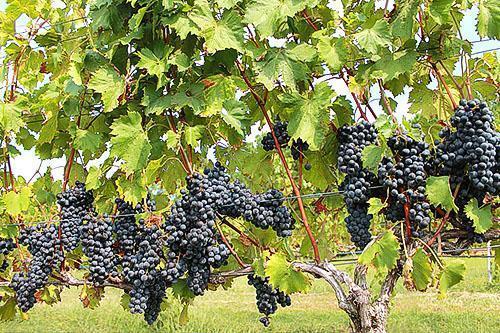 Un buisson de raisin bien formé