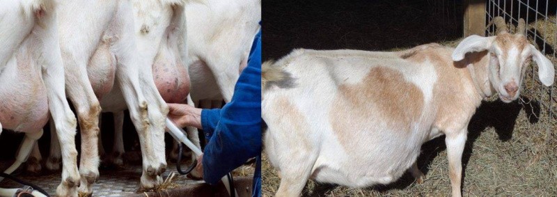 manifestations de la maladie cétose chez une chèvre