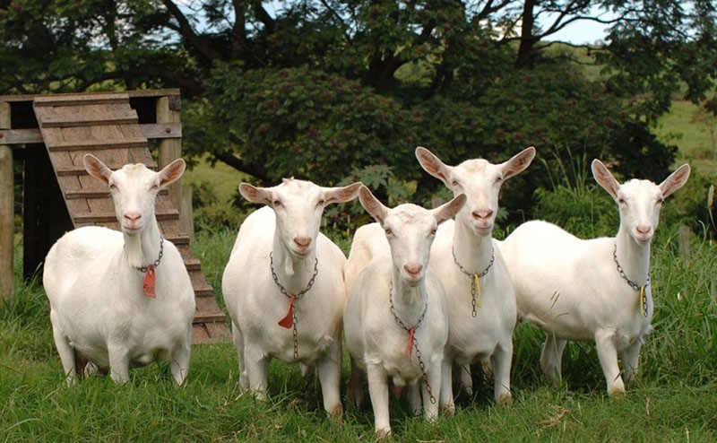 cabras sanas