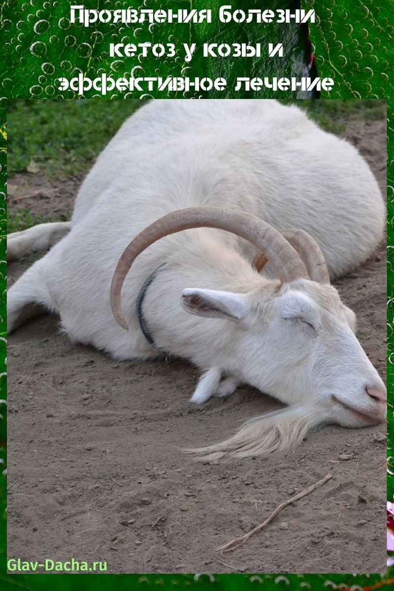 manifestations de la maladie cétose chez une chèvre