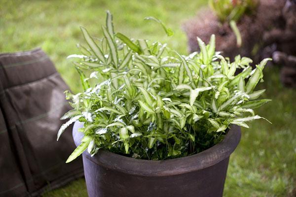 jeune pteris dans un pot