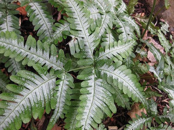 pteris a besoin d'un arrosage régulier