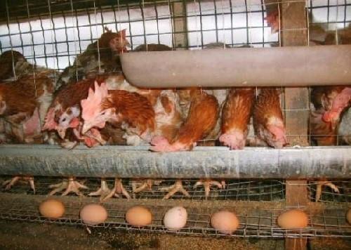 poules pondeuses en cage