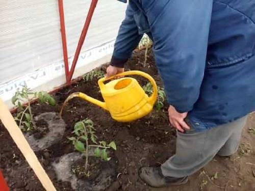 arroser les tomates