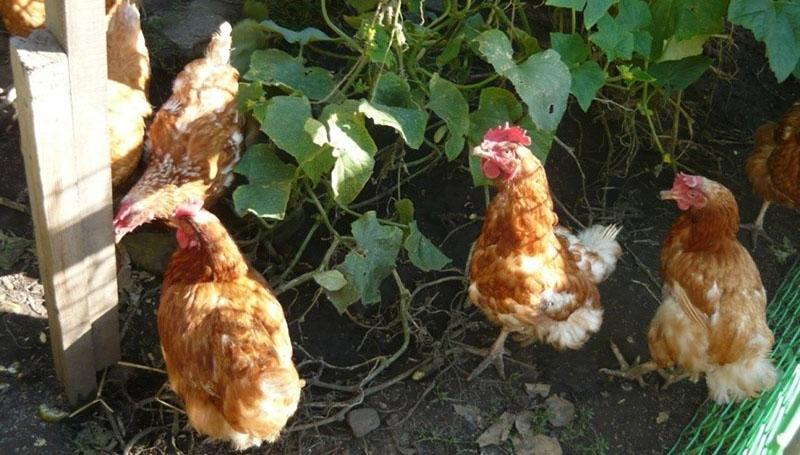 pollos adultos