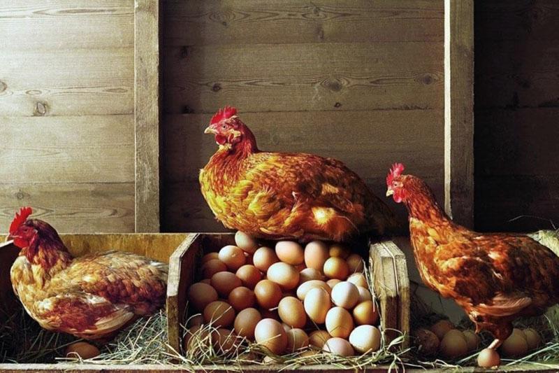 las gallinas ponedoras