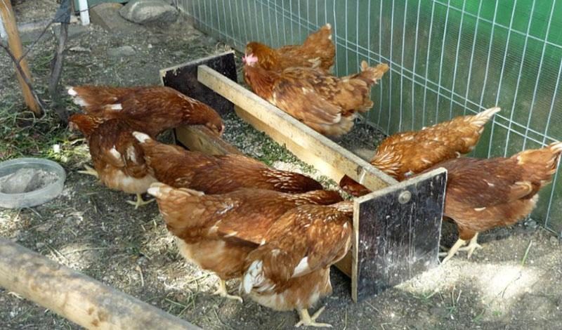 alimentando pollos loman brown