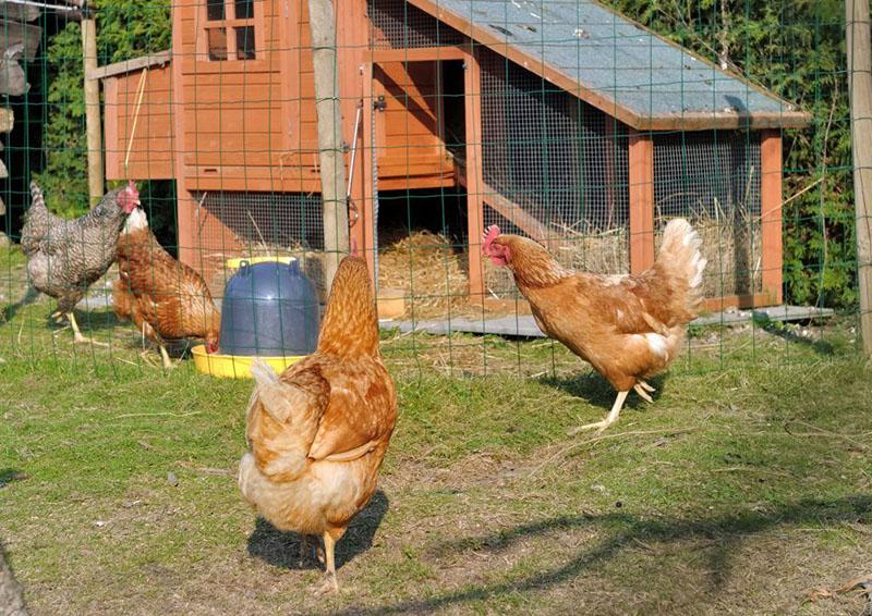 condiciones cómodas para los pollos