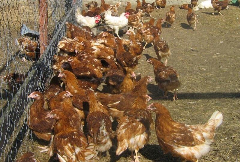 poulets d'élevage loman brown