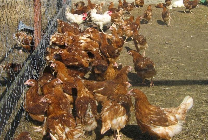 cría de pollos loman brown