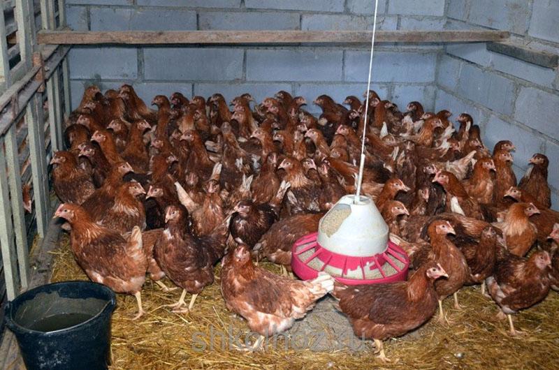 cómo criar pollos Loman Brown en casa