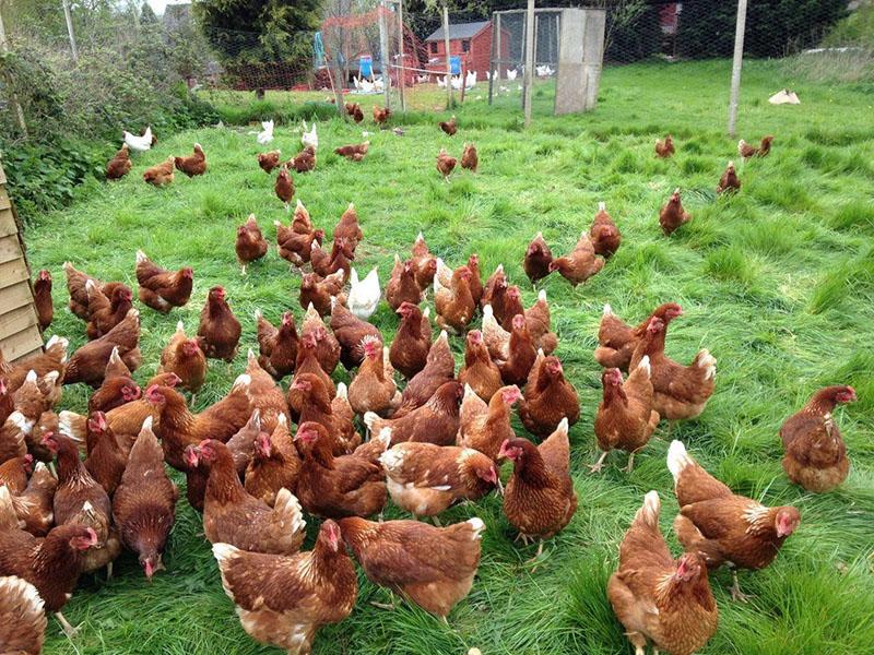 tener gallinas en el patio
