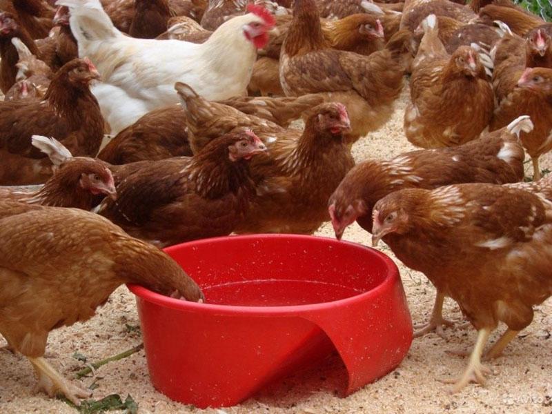 menú variado