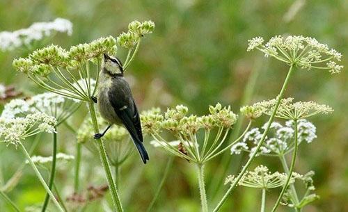 el pájaro se alimenta de semillas