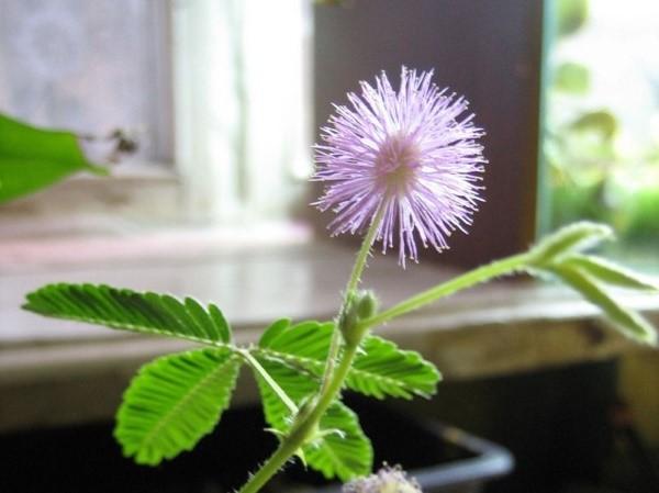 mimosa en flor tímida