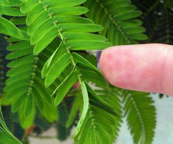 mimosa réaction au toucher