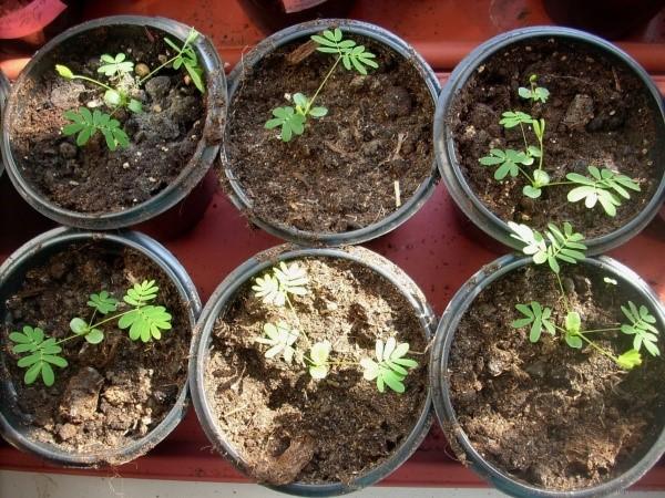 cultivo de mimosa tímida a partir de semillas