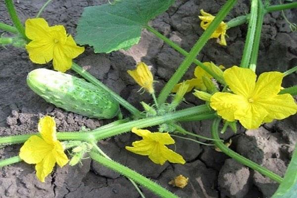 flores masculinas y femeninas