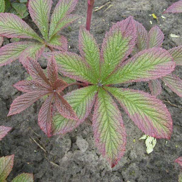 Fard à joues cerise Rogersia Henrici