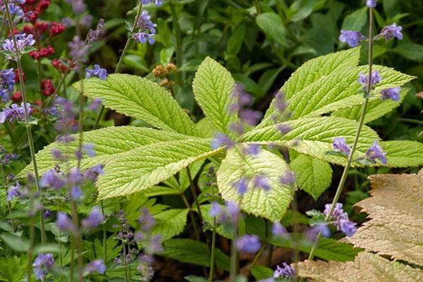 grandes feuilles de rogersia