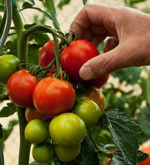 cosecha de tomate