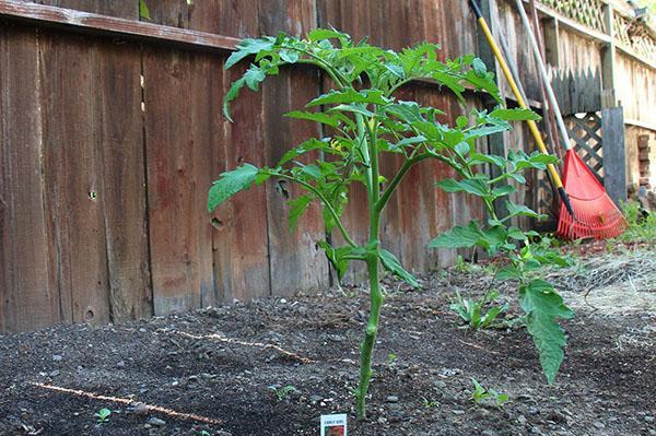 pellizcando tomates