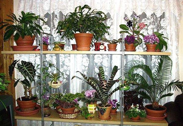 plantes d'intérieur en février