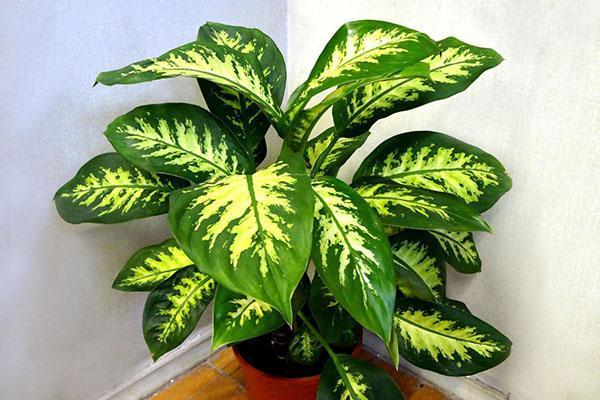 dieffenbachia