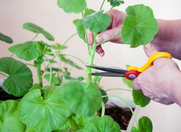 boutures de plantes d'intérieur