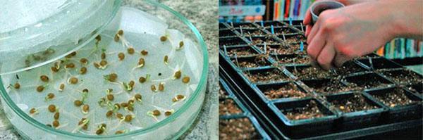 préparation et semis des graines