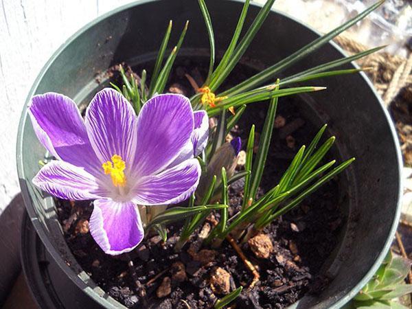 crocus