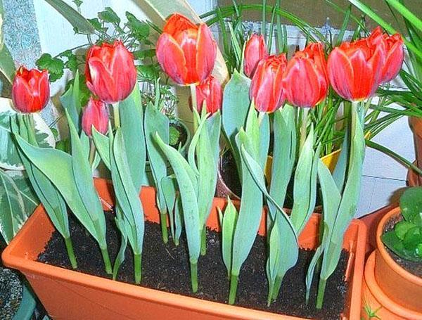 tulipes