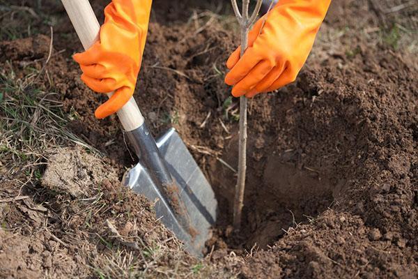 planter des semis en automne