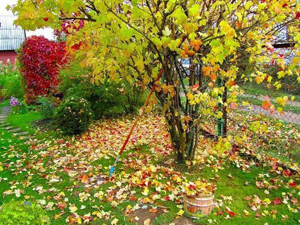 Octubre se preocupa en el jardín