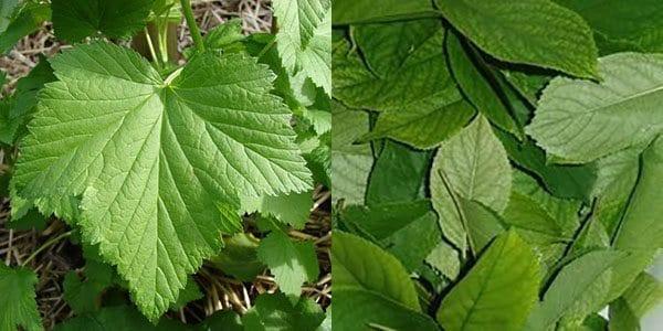 préparer des feuilles de cassis et de cerisier