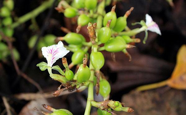 fleurs et fruits de cardamome