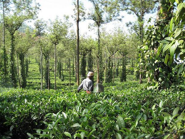 cardamome en croissance