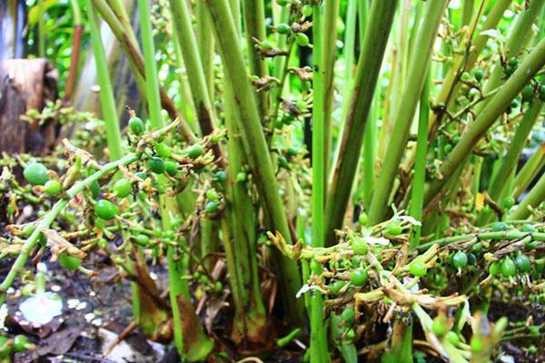 cardamomo después de la polinización