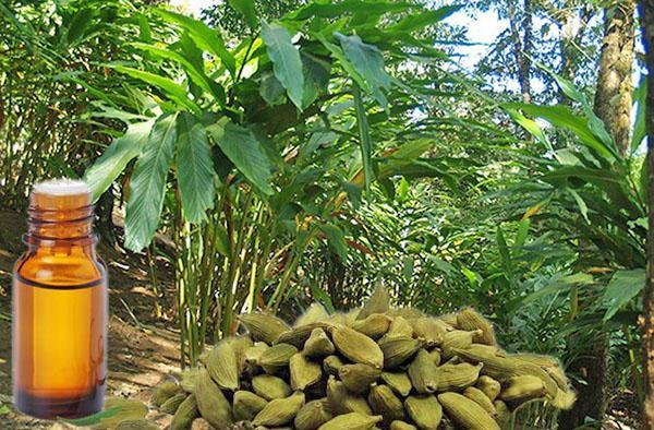 aceite de fruta y cardamomo