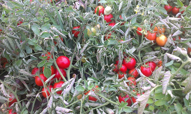 tomate híbrido Solerosso