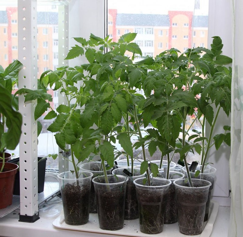 plants de tomates après la cueillette