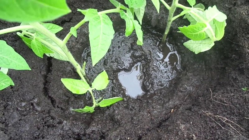 planter des semis en pleine terre