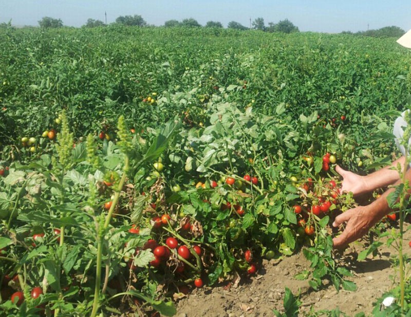 prendre soin des tomates Solerosso